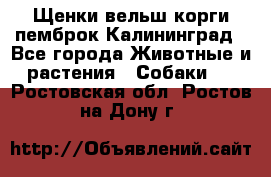 Щенки вельш корги пемброк Калининград - Все города Животные и растения » Собаки   . Ростовская обл.,Ростов-на-Дону г.